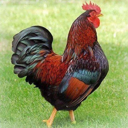 Desi Country Chicken – 1 kg (With Skin)