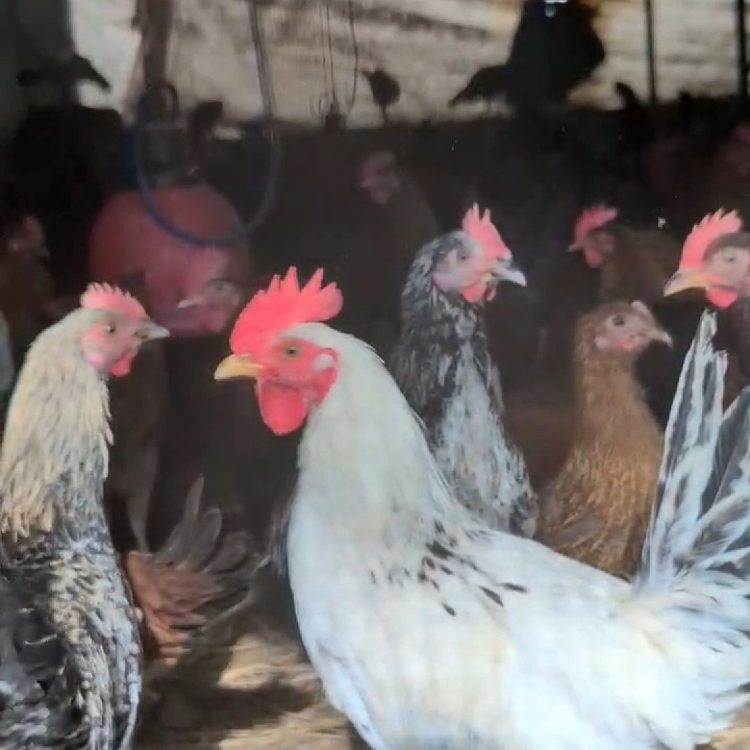 Country Chicken (Desi Murga) – Fresh From Farm